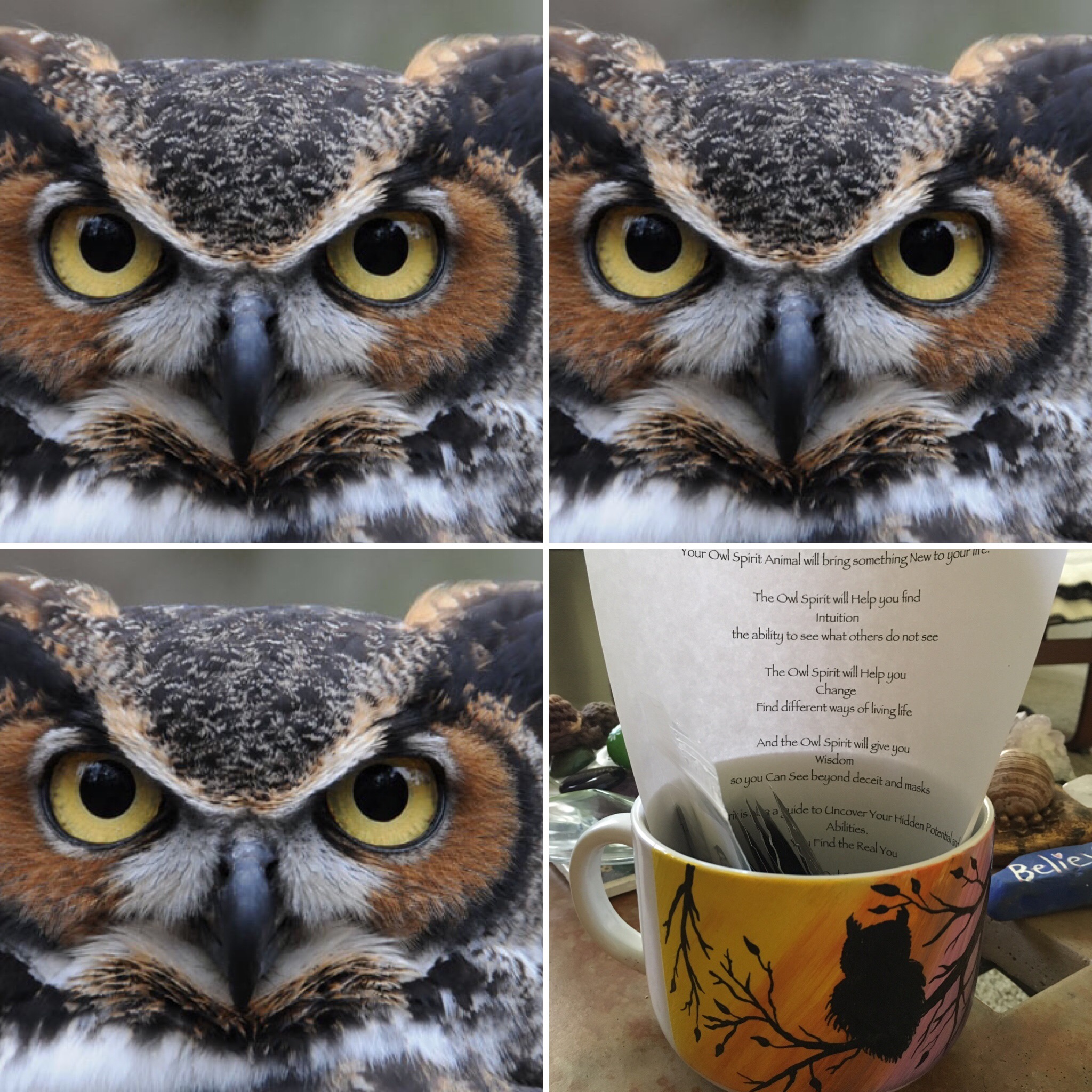 The Owl Spirit Animal - Spiritual Twist